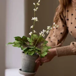 Alunajuuri tekokukka ruukussa 45 cm