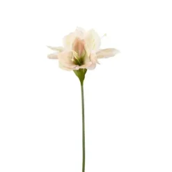 Amaryllis roosa 60 cm