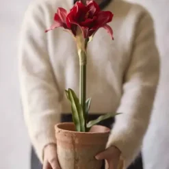Amaryllis ruukussa 50 cm punainen
