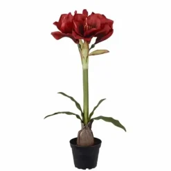 Amaryllis ruukussa 50 cm punainen
