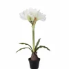 Amaryllis ruukussa 50 cm valkoinen
