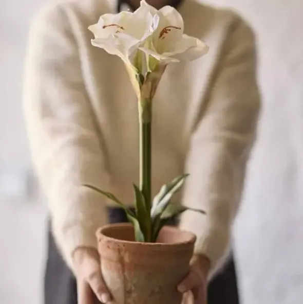 Amaryllis ruukussa 50 cm valkoinen