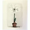 Amaryllis tiskirätti valkoinen