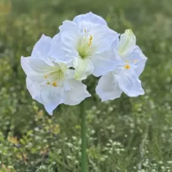 Amaryllis valkoinen 65 cm