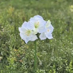 Amaryllis valkoinen 65 cm