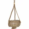 Amppelikori pajua 20 cm