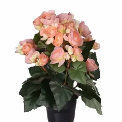 Begonia tekokukka aprikoosi 28 cm