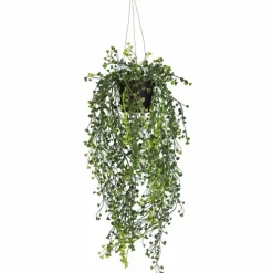 Cucullata tekokasvi 60 cm