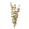 Eucalyptus-oksa 60 cm – useita värejä