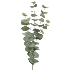 Eucalyptus-oksa 60 cm – useita värejä