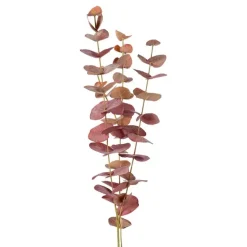 Eucalyptus-oksa 60 cm – useita värejä