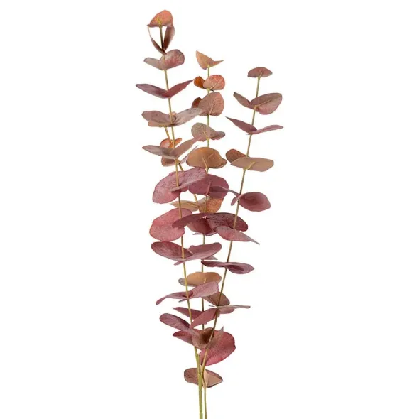 Eucalyptus-oksa 60 cm – useita värejä