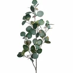 Eucalyptus-oksa marjoilla 100 cm