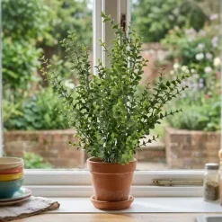 Eucalyptus tekokasvi 40 cm vihreä