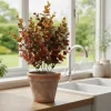 Eucalyptus tekokasvi värikäs – useita kokoja
