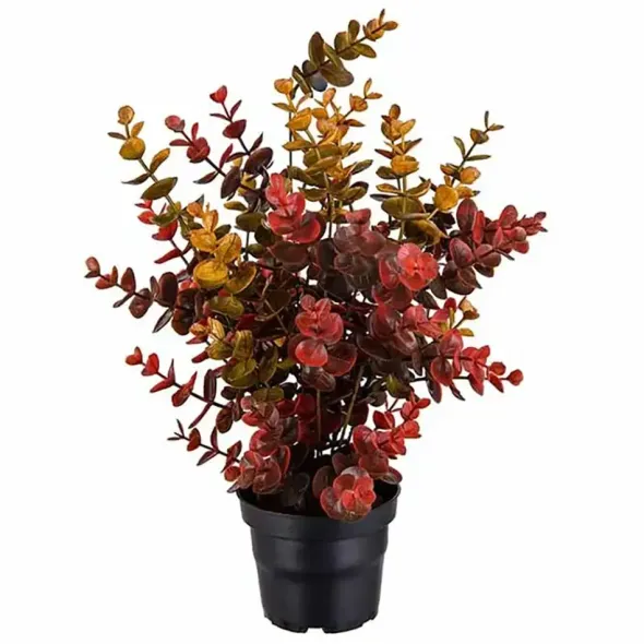 Eucalyptus tekokasvi värikäs – useita kokoja
