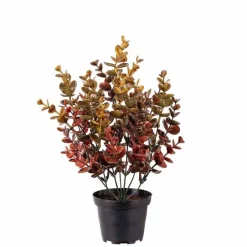 Eucalyptus tekokasvi värikäs – useita kokoja