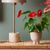 Flamingokukka punainen