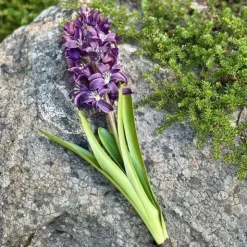 Hyasintti purppura 32 cm