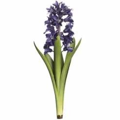 Hyasintti sinivioletti 32 cm