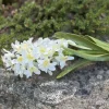 Hyasintti valkoinen 32 cm