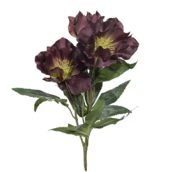 Jouluruusu tumma purppura 26 cm