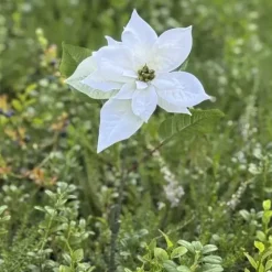 Joulutähti 50 cm valkoinen