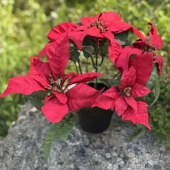 Joulutähti ruukussa 23 cm punainen