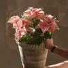 Joulutähti ruukussa 45 cm roosa