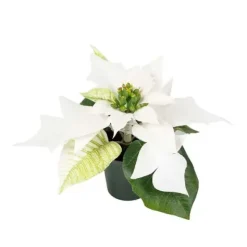 Joulutähti ruukussa 10 cm valkoinen