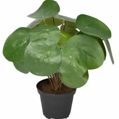 Kilpipiilea tekokasvi 25 cm