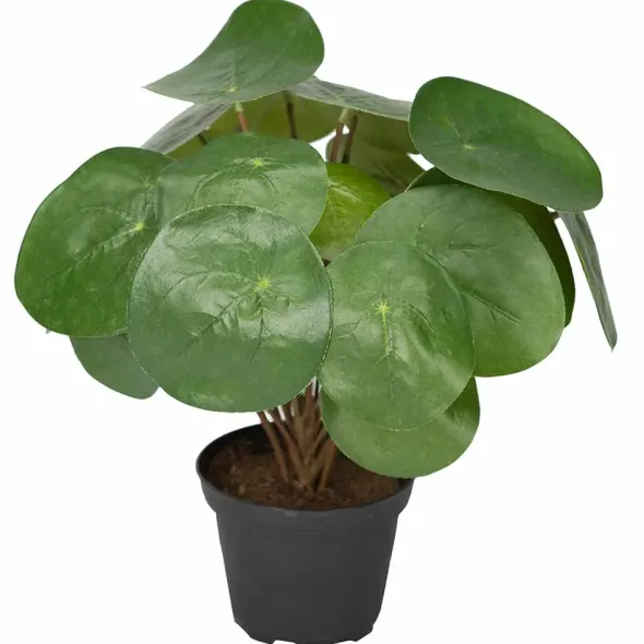 Kilpipiilea tekokasvi 25 cm