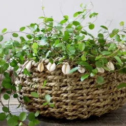 Koriruukku meriruohoa 10cm