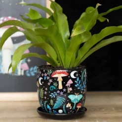 Kukkaruukku Dark Forest 13 cm