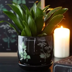 Kukkaruukku Poisonous Plants 12 cm
