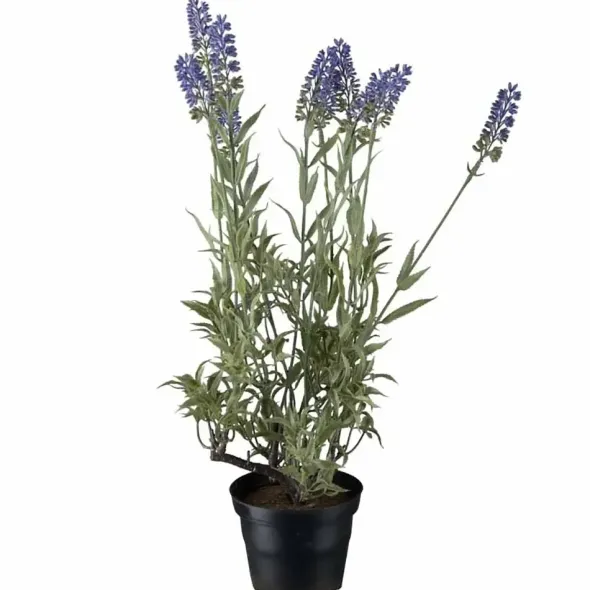 Laventeli tekokukka ruukussa 45 cm