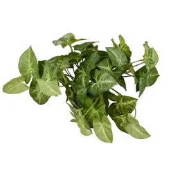Muulinkultakorva tekokasvi 22 cm