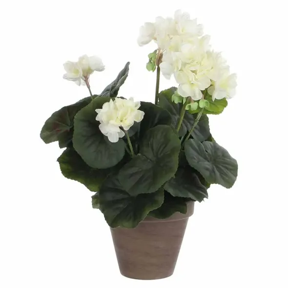 Pelargonia ruukussa kermanvalkoinen 34 cm