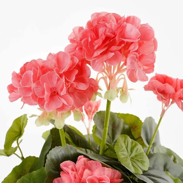Pelargonia ruukussa koralli 34 cm
