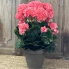 Pelargonia ruukussa koralli 40 cm