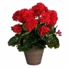 Pelargonia ruukussa punainen 40 cm