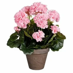Pelargonia ruukussa vaaleanpunainen 40 cm