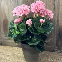 Pelargonia ruukussa vaaleanpunainen 40 cm