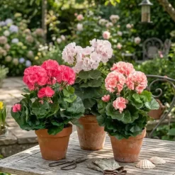 Pelargonia tekokukka 35 cm – useita värejä