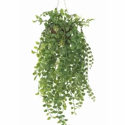 Pilea tekokasvi 35 cm