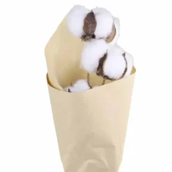 Puuvillanoksa kuivattu 50 cm
