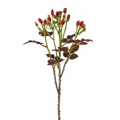 Ruusunmarjaoksa punainen 50 cm