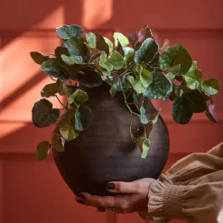 Senecio tekokasvi 23 cm