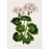 Sköna Ting Keittiöpyyhe Pelargonia
