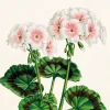 Sköna Ting Servetti Pelargonia